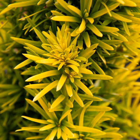 Taxus baccata Bultinick's Orange beauty