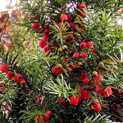 Taxus baccata - Common Yew