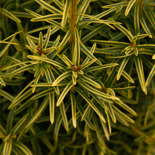 Taxus baccata David