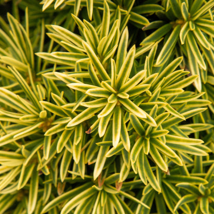 Detailed view of the Taxus baccata David, highlighting its densely packed, green and golden-yellow variegated leaves with pointed tips.