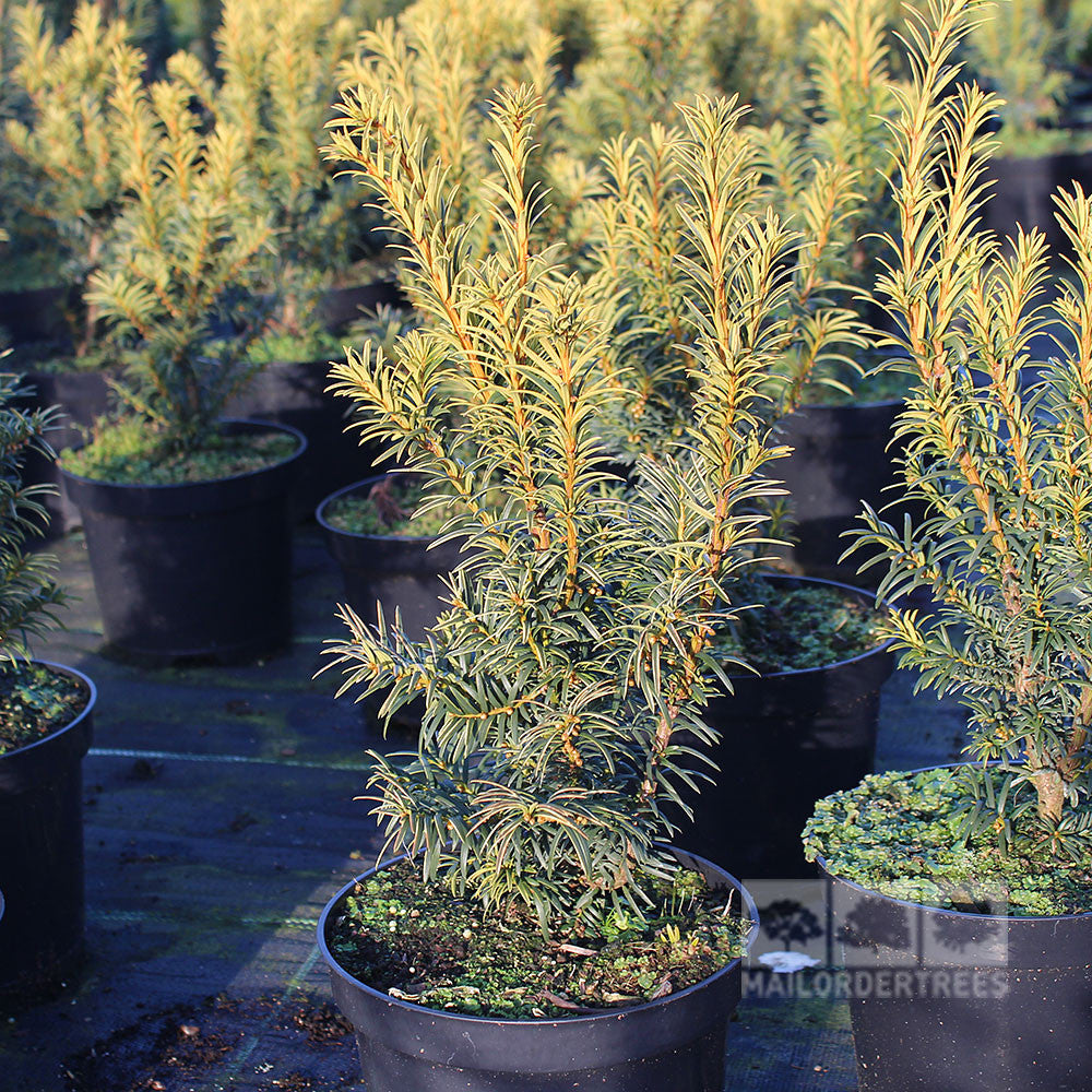 The Taxus baccata Elegantissima Yew showcases its yellow-green foliage elegantly arranged on a dark surface.