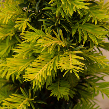 Close-up of the vibrant green branches of Taxus baccata Elegantissima yew, showcasing its needle-like leaves and unique charm.