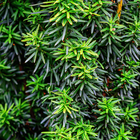 Taxus baccata Fastigiata - Irish Yew