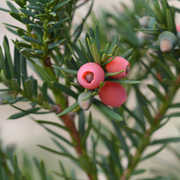 Close-up of a Taxus baccata Fastigiata shows its needle-like leaves and bright red, berry-like arils on a dense column.