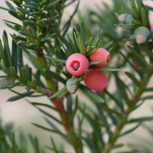 Taxus baccata Fastigiata - Irish Yew