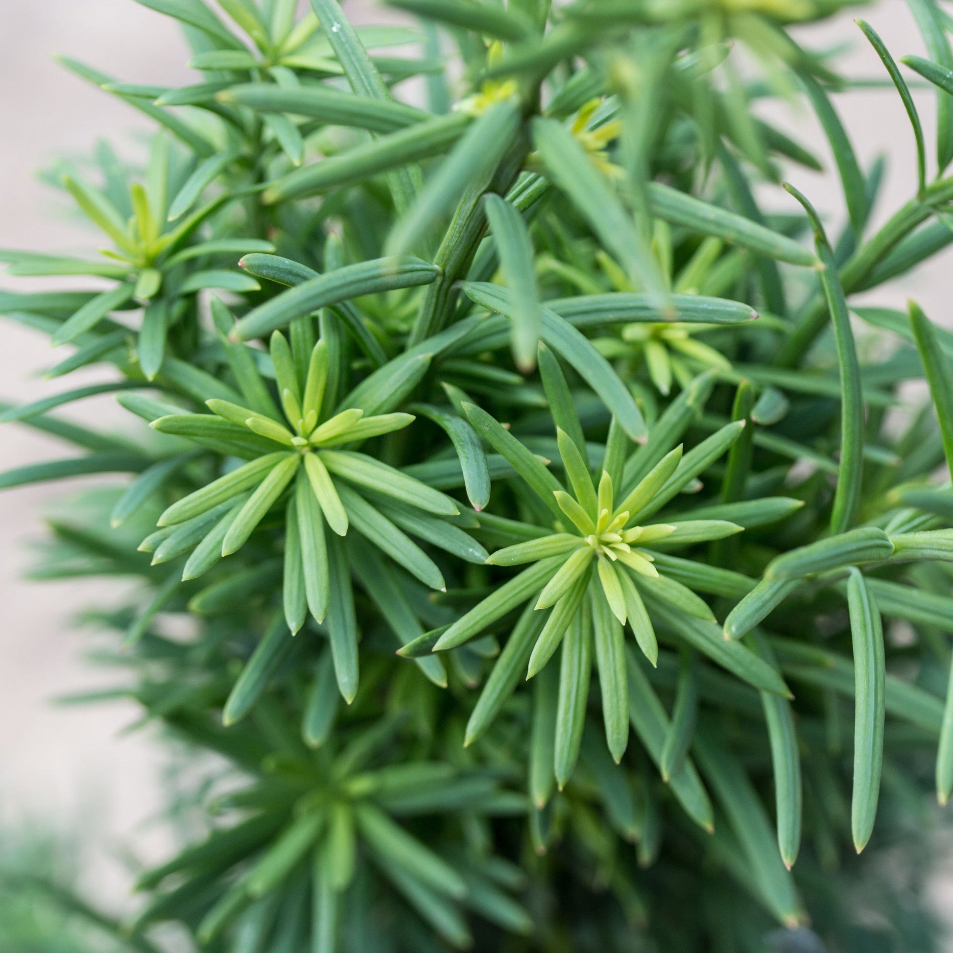 Close-up of Taxus baccata Fastigiata Robusta - Yew, showcasing its narrow, pointed leaves that resemble a conifers, radiating from central stems.