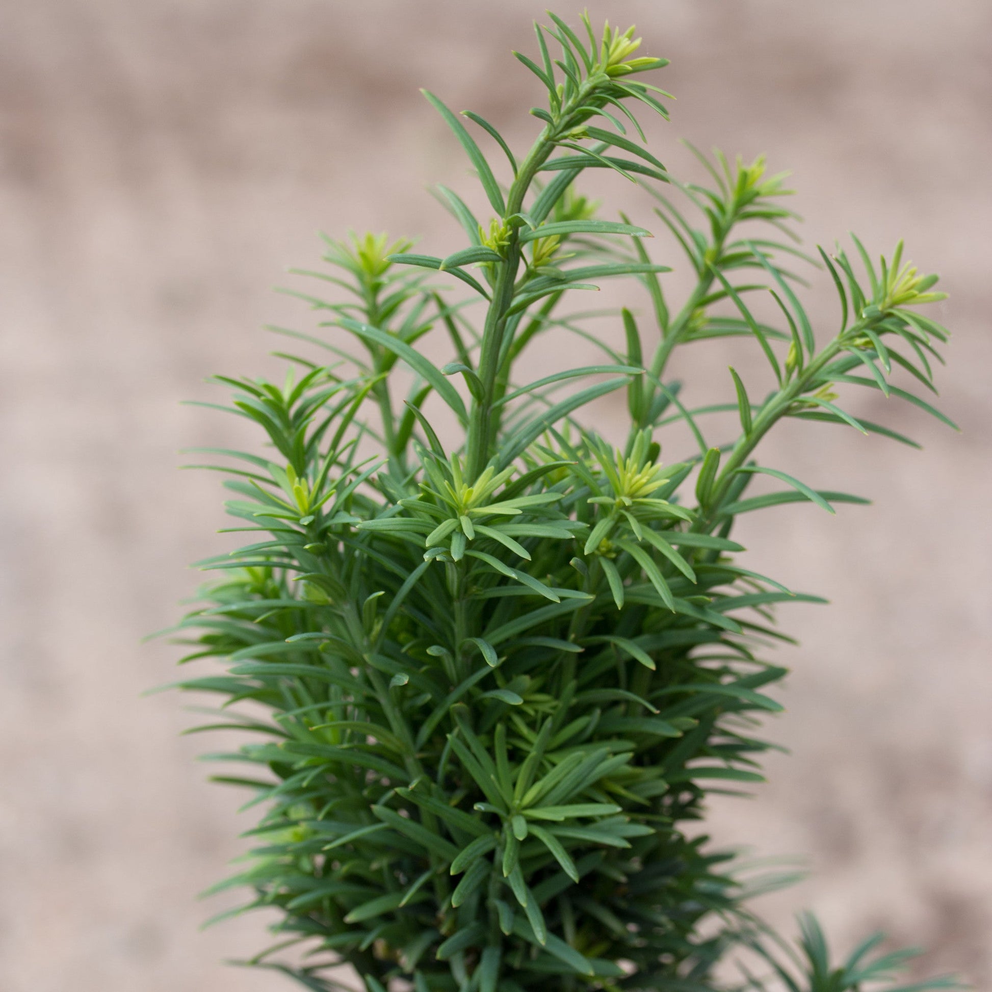 A vibrant green Taxus baccata Fastigiata Robusta - Yew plant showcases needle-like leaves and small buds, set against a blurred neutral background.