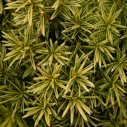 Taxus baccata Filip's white column