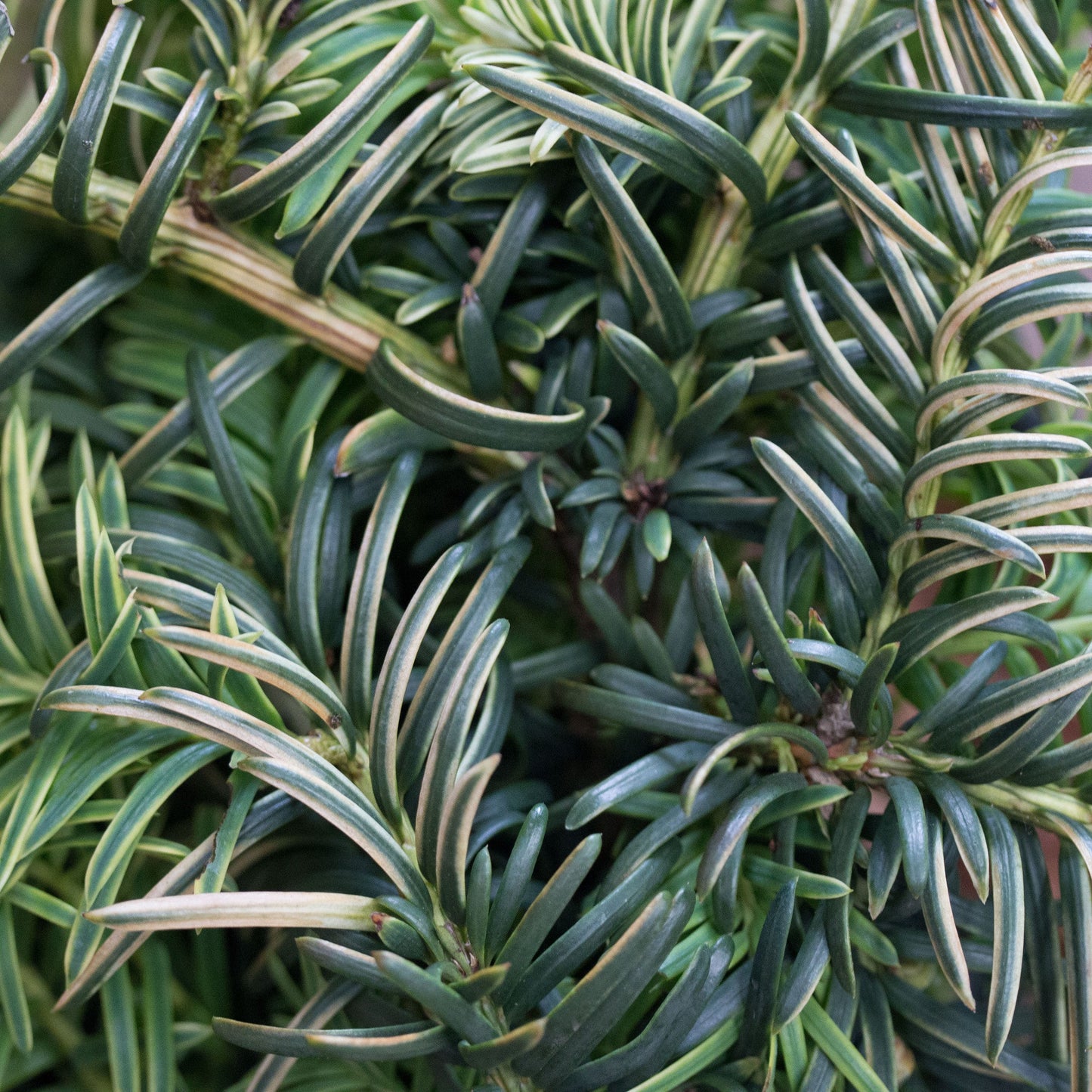 Close-up of dense, dark green foliage with long, narrow leaves featuring light cream edges, likely from the Taxus baccata Repens Aurea - Ground cover yew.