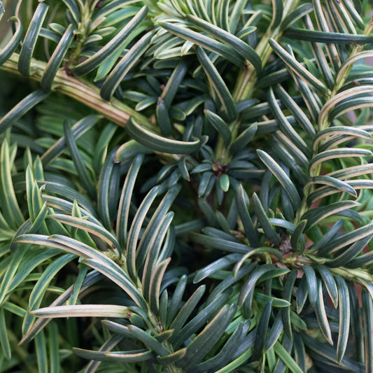 Taxus baccata Repens Aurea - Ground cover yew