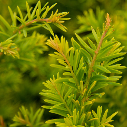 Taxus baccata Semperaurea