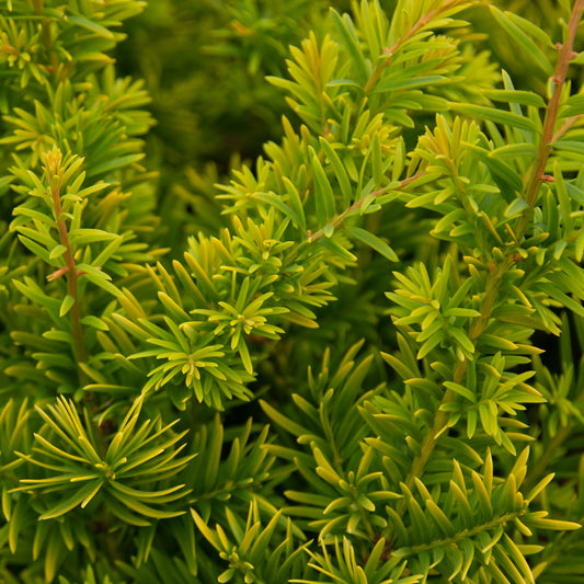 Taxus baccata Semperaurea