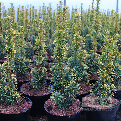 Rows of Taxus baccata Standishii, also known as Standish Yew, with slender leafy branches and occasional red berries stand in a greenhouse setting.