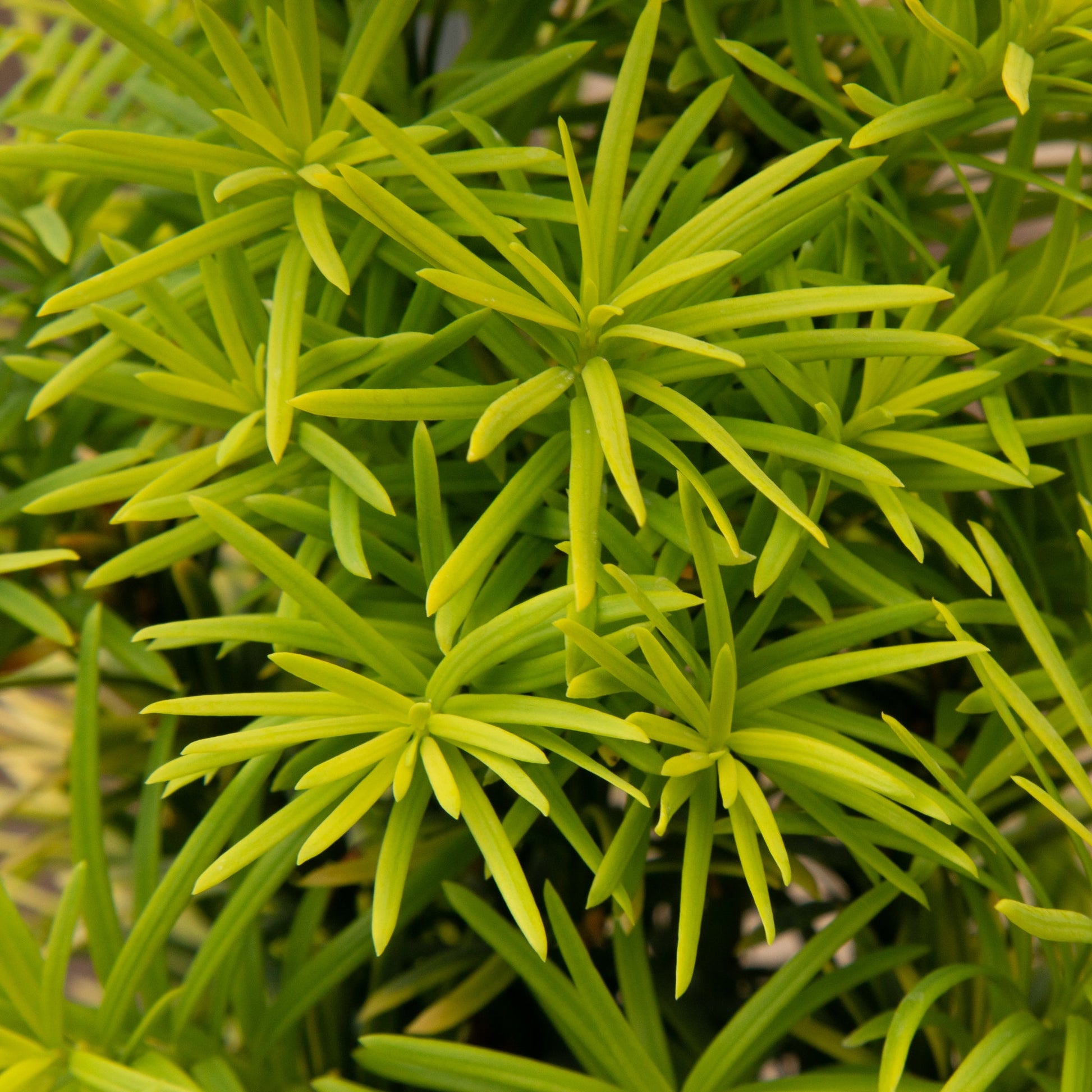 Close-up of vibrant green needle-like leaves on Taxus baccata Standishii - Standish Yew, displaying a dense columnar habit for a lush, textured look.