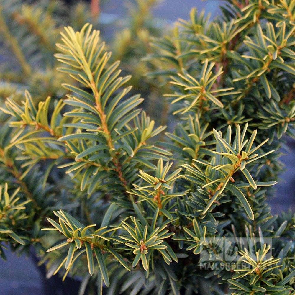 The Taxus baccata Summergold - Golden English Yew features dense, needle-like green leaves with radiant yellow edges, resembling golden foliage, set against a dark background.