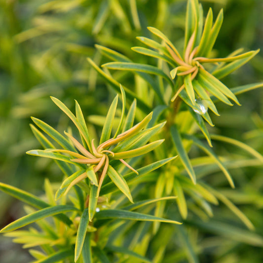 Taxus media Stefania