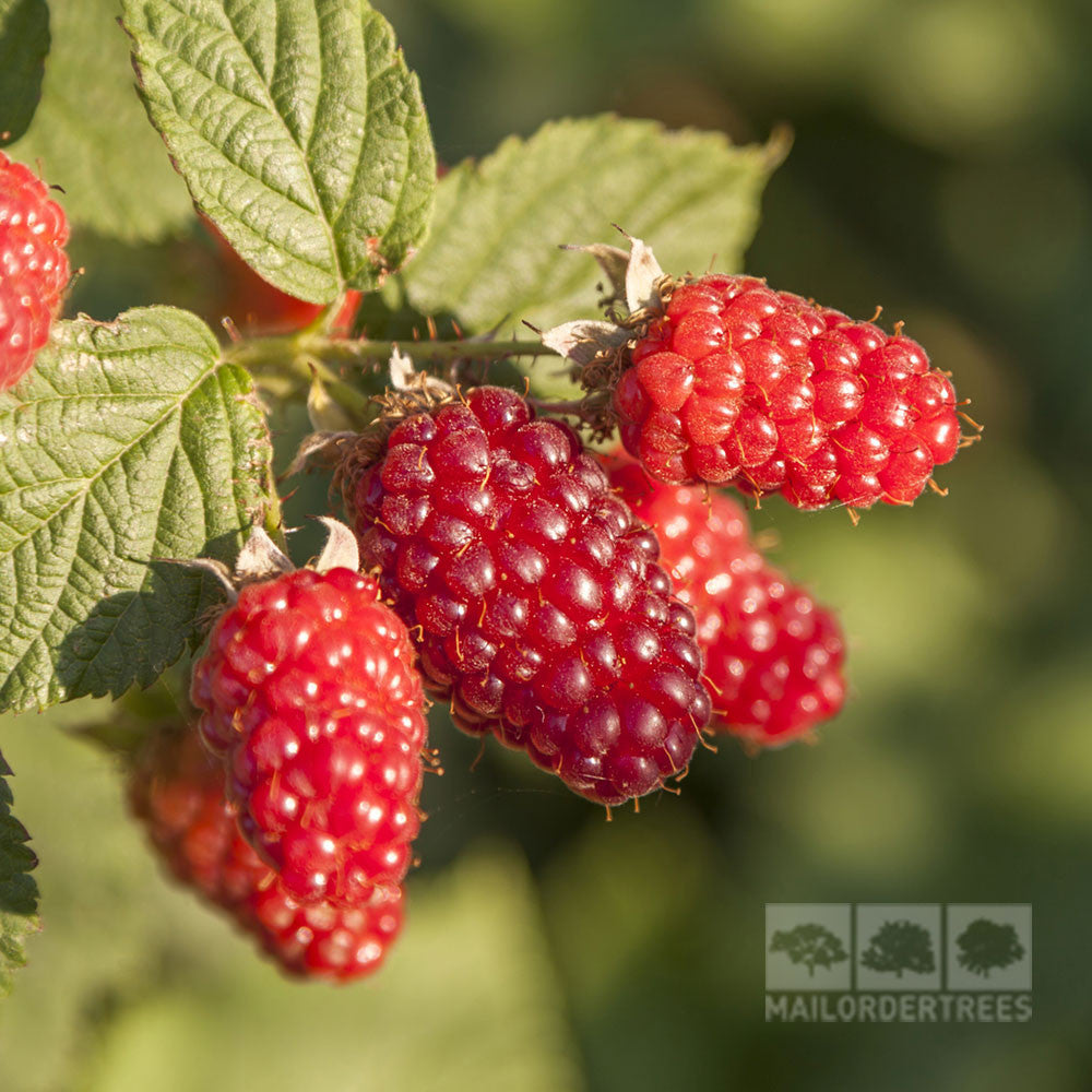 Close-up of ripe, red Tayberry Medana - Tayberry Plant berries nestled among green leaves in sunlight, highlighting the hybrid plant's natural resistance to disease.