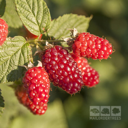 Tayberry Medana - Tayberry Plant