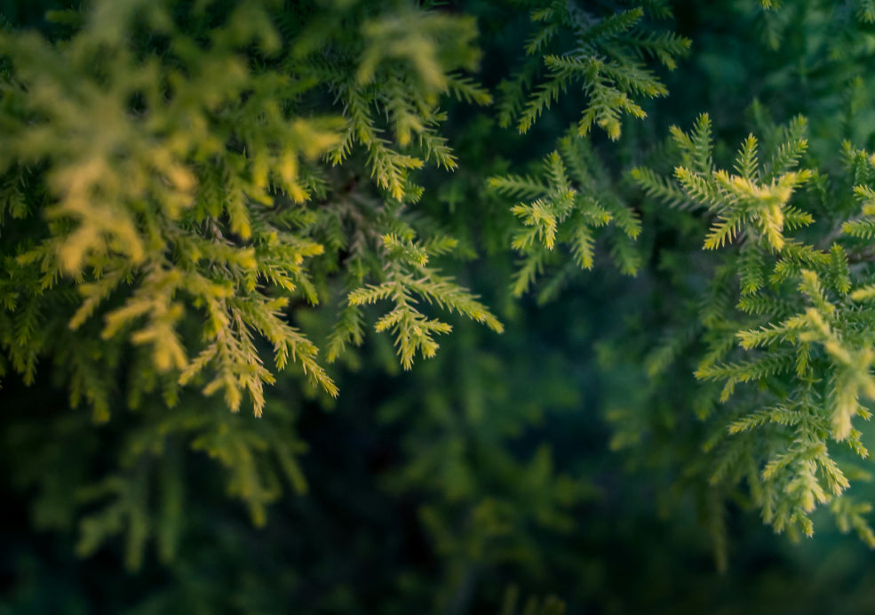 Thuja: A Robust Evergreen with Lasting Presence.