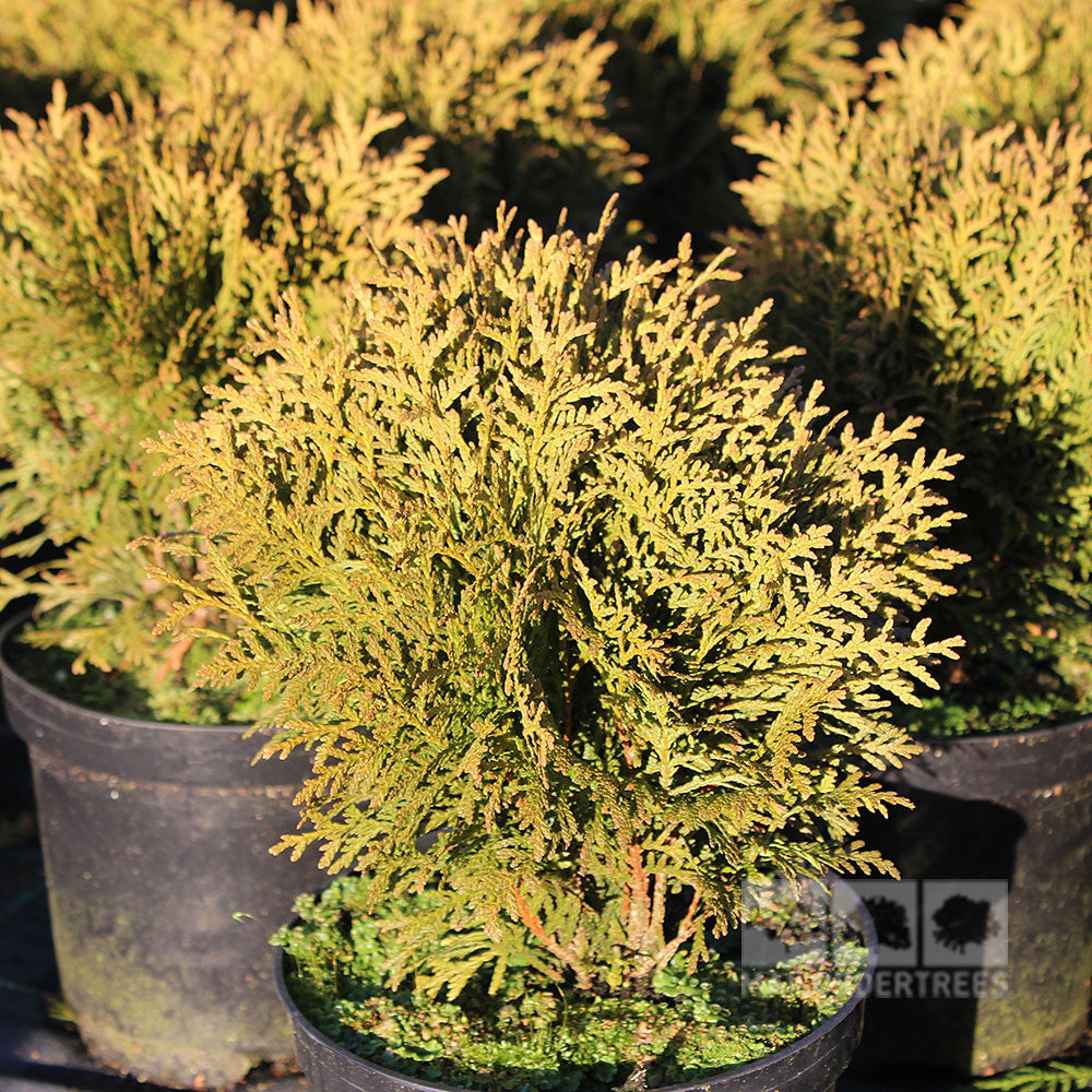 Several Thuja occidentalis Danica shrubs, known for their compact habit and dense, bright green foliage, are displayed in a garden center.