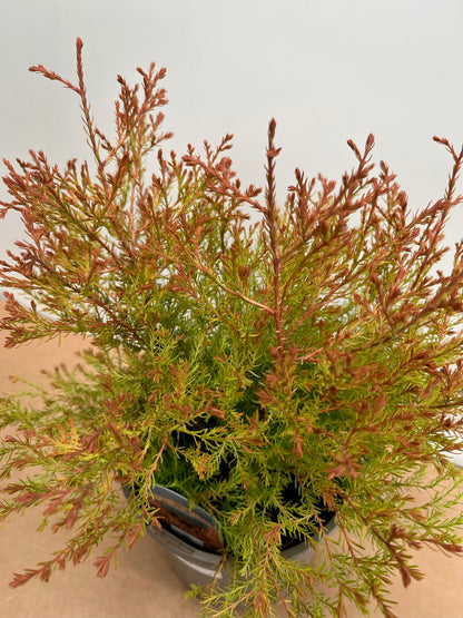 A potted Thuja occidentalis Fire Chief features dense, feathery green and reddish-brown foliage against a plain background.