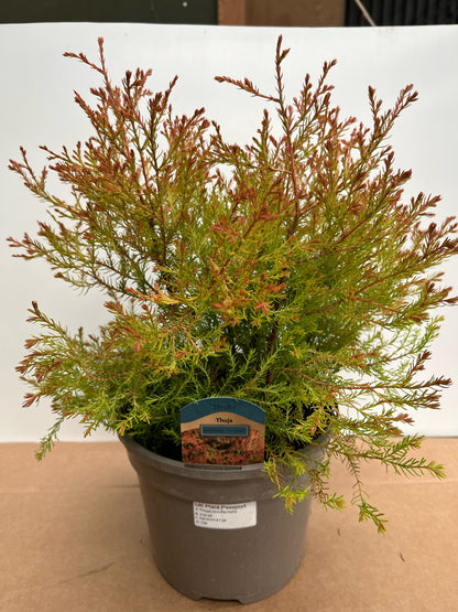 The Thuja occidentalis Fire Chief features bushy green and reddish foliage in a pot, clearly labeled with a small tag.