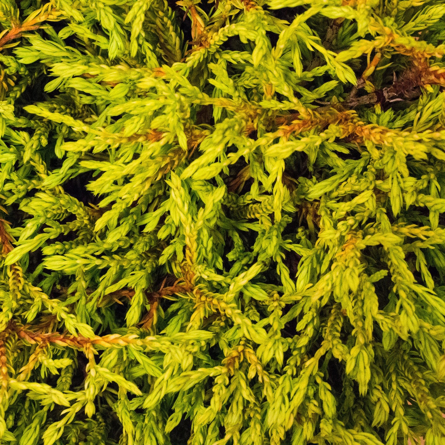 Close-up of vivid green fir tree branches with dense needles, ideal for enhancing rock gardens or pairing with the cushion-shaped Thuja occidentalis Golden Tuffet.