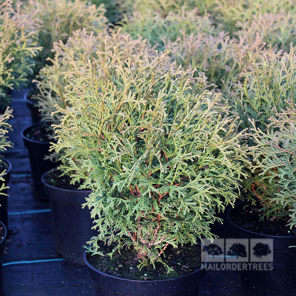 Potted evergreen shrubs, like the Thuja occidentalis Hetz Midget Arborvitae, with dense needle-like foliage evoke rock garden charm. These dwarf conifers enhance any landscape with their compact beauty.