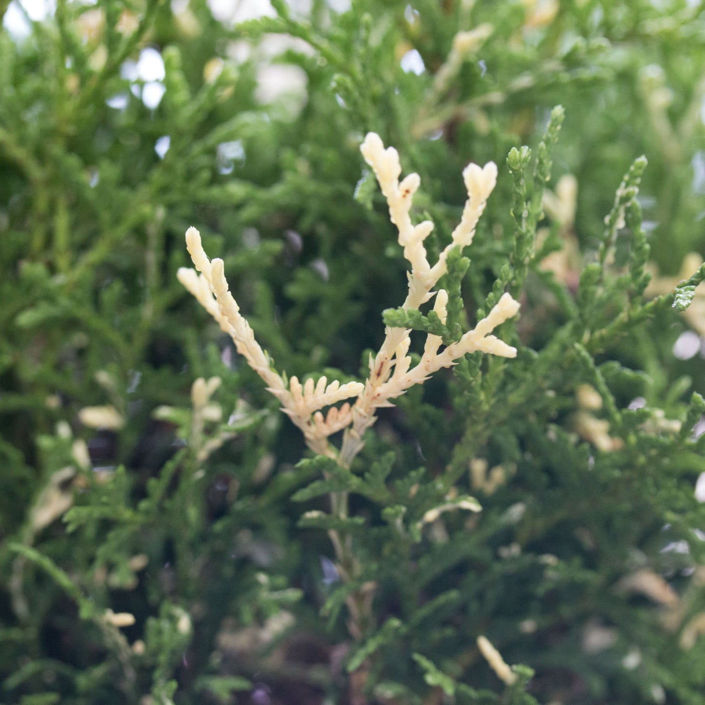 A close-up of Thuja occidentalis Konfettii reveals green foliage with cream-colored, variegated leaves in the center, ideal for rockery planting.