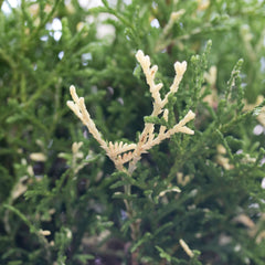 Thuja occidentalis Konfettii - Western Arborivate Konfeti