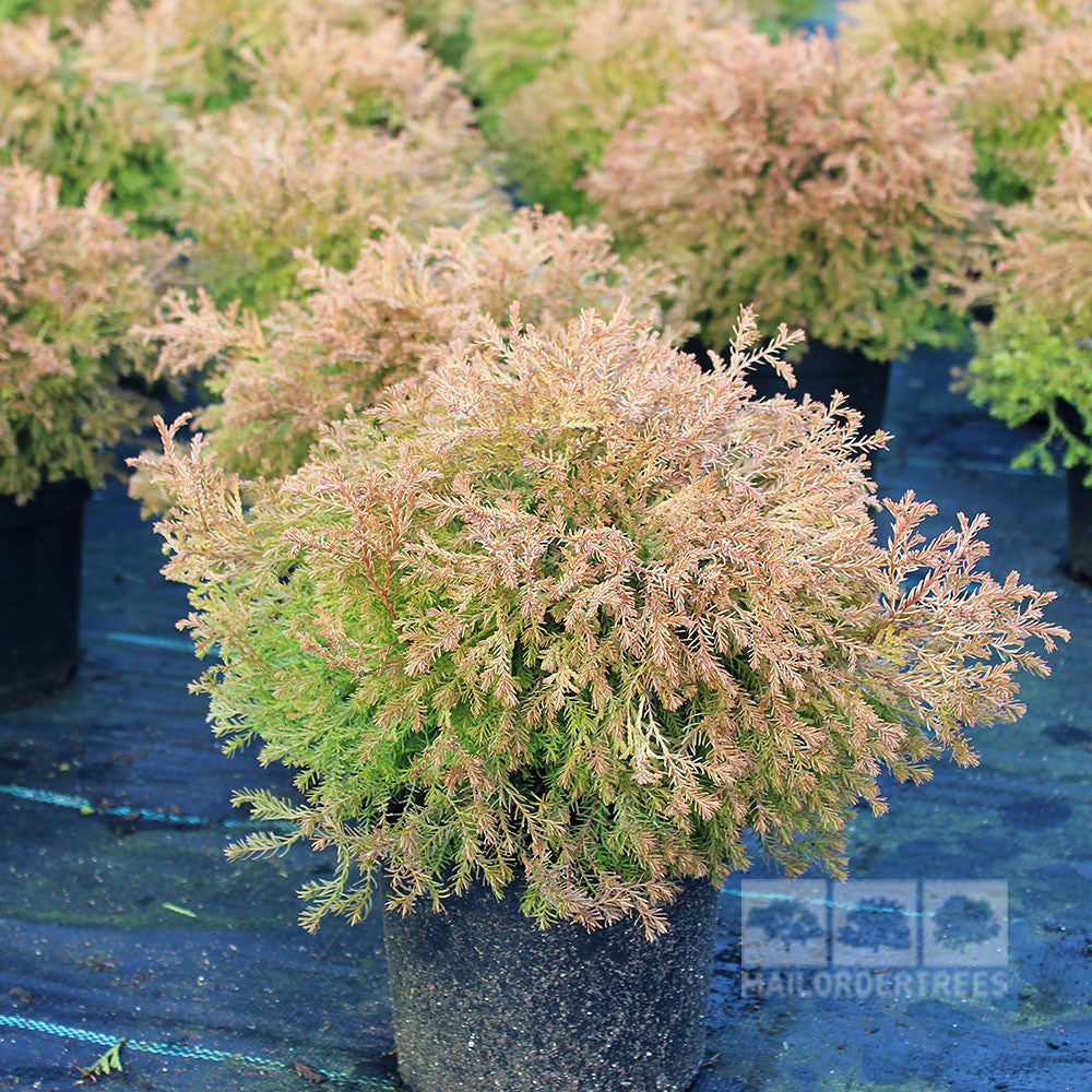 Several potted Thuja occidentalis Rheingold plants, with charming green and golden foliage, are displayed on a black surface.