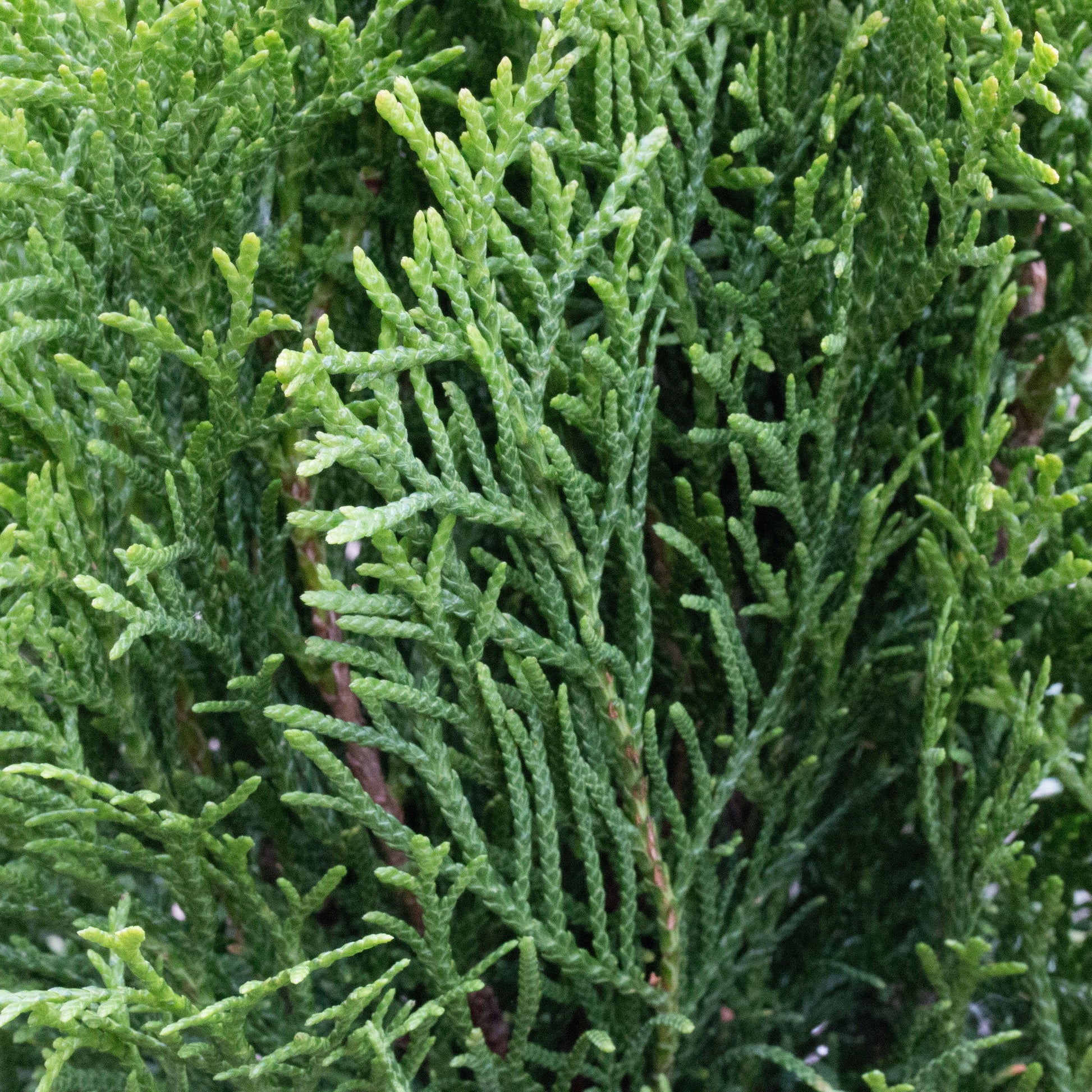 Close-up of dense, green conifer branches with fine needle-like leaves, showcasing the lush beauty of Thuja occidentalis Smaragd - Emerald Green Eastern Aborvitae.