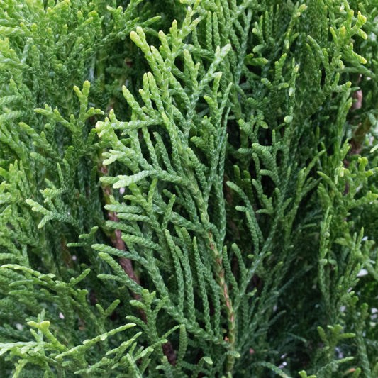 Thuja occidentalis Smaragd - Emerald Green Eastern Aborvitae