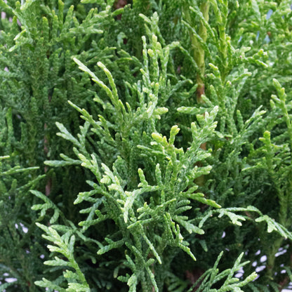 Close-up image of lush, green conifer branches with needle-like leaves, showcasing the vibrant beauty of Thuja occidentalis Smaragd - Emerald Green Eastern Arborvitae.