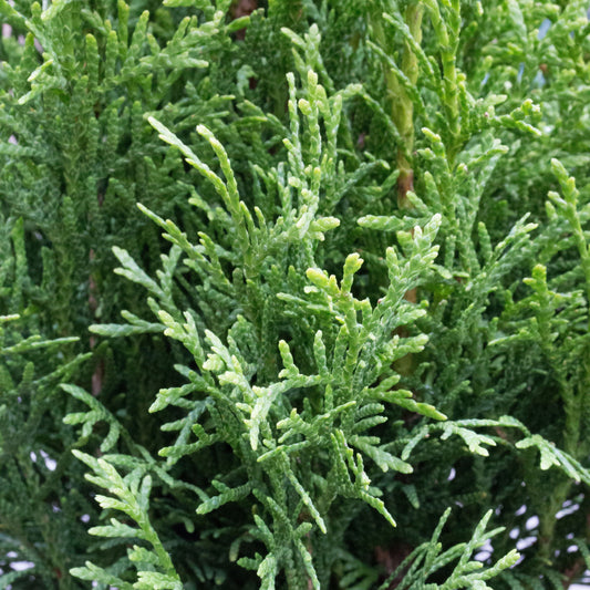 Thuja occidentalis Smaragd - Emerald Green Eastern Aborvitae