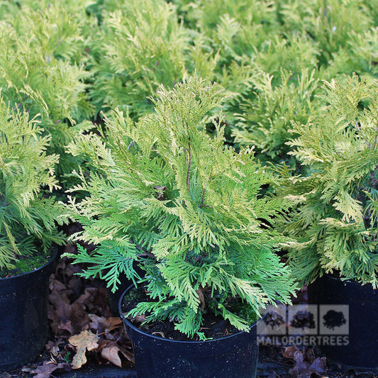 Thuja occidentalis Sunkist - Sunkist Eastern Arborvitae