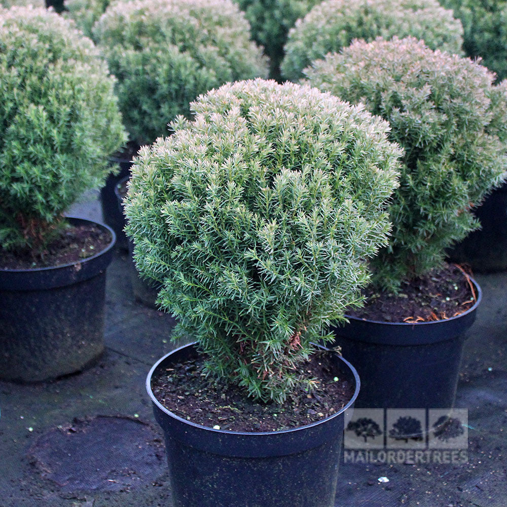 Thuja occidentalis Teddy - American Arborvitae, a small evergreen shrub, is neatly arranged in black pots on the ground surface, evoking alpine garden charm.