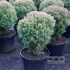 Thuja occidentalis Teddy - American Arborvitae