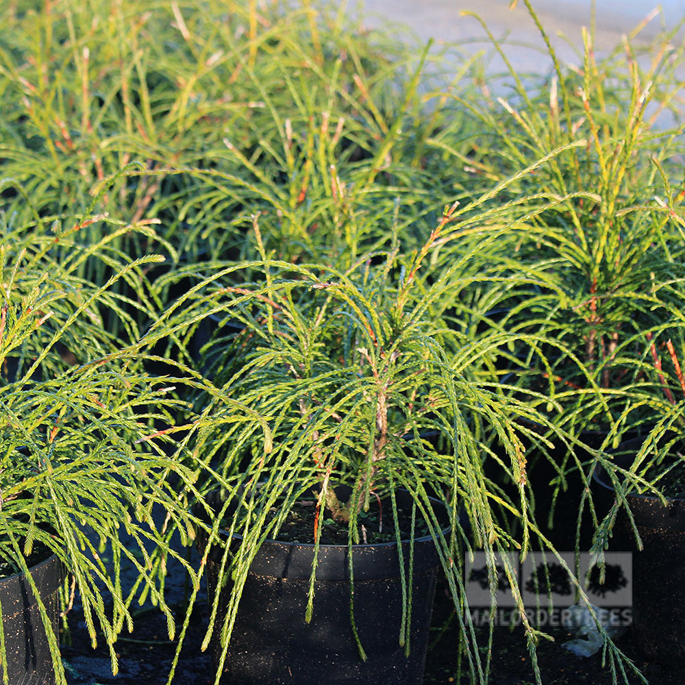 Potted Thuja plicanta Whipcord saplings, with delicate needle-like leaves, flourish outdoors, adding elegance to rock gardens.