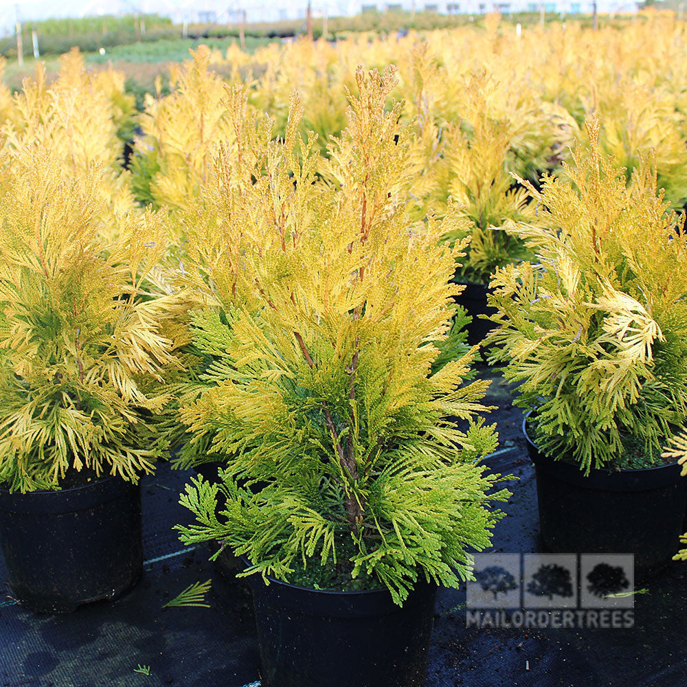 Thuja plicata Goldy trees with striking gold-yellow foliage are arranged in rows on a black surface outdoors.