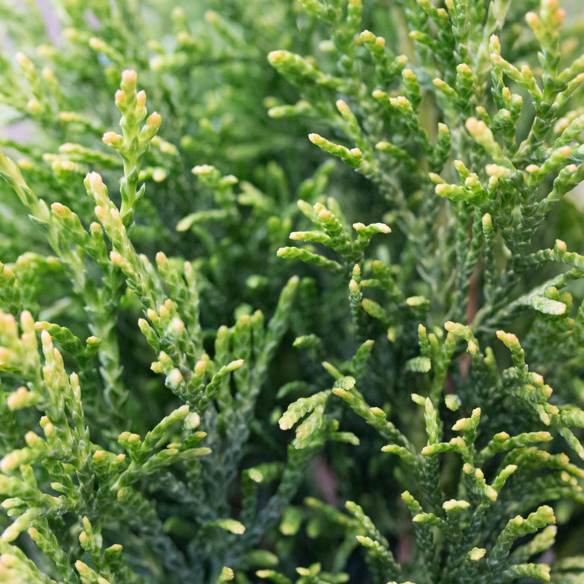 Close-up of the vibrant green, needle-like foliage and golden yellow tones characteristic of Thuja plicata Rogersii.