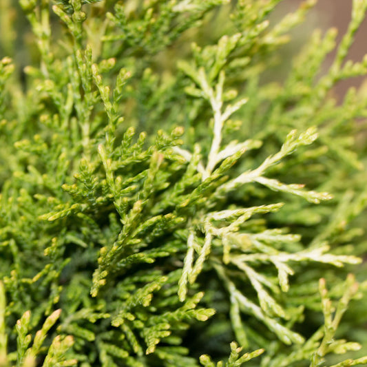 Thuja plicata Rogersii