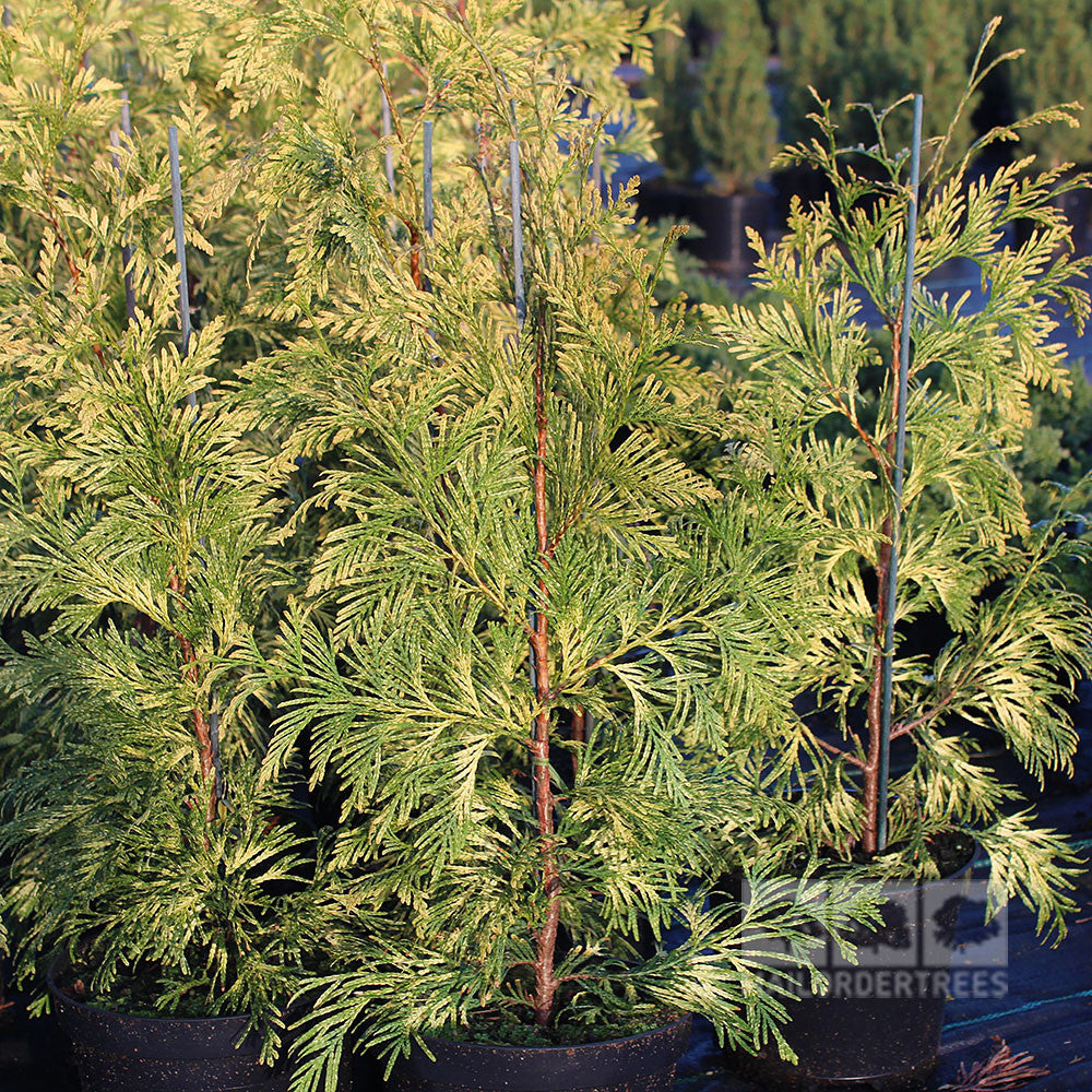 Three potted evergreen shrubs, including a stunning variegated Thuja plicata Zebrina (Western Red Cedar), showcase lush green foliage in a nursery setting.