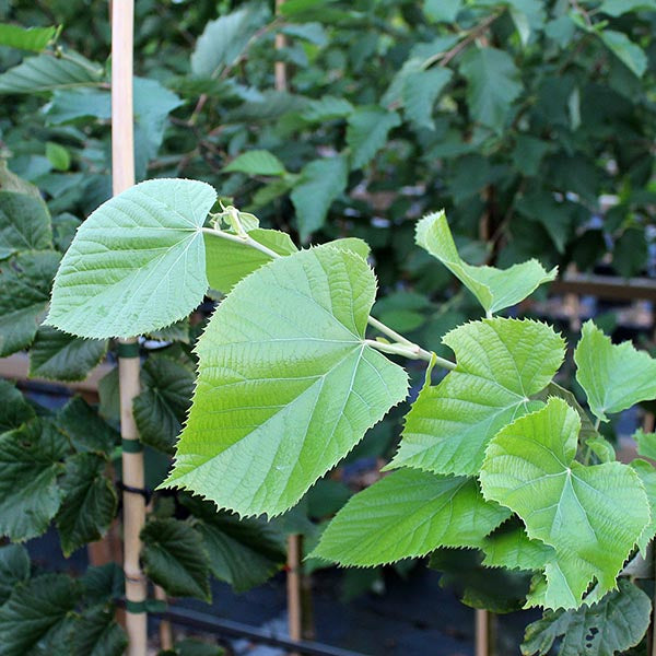 Close-up of a Tilia Brabant - Small Lime Brabant branch with large, pointed green leaves in a garden setting, where honey bees buzz around fragrant flowers.