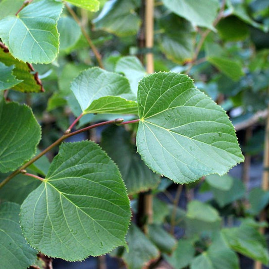 Tilia Pallida - Kaiser Linden Lime Tree