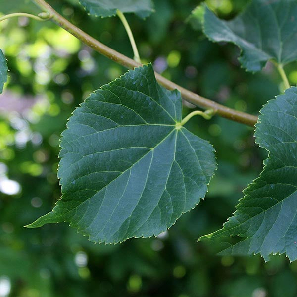 Tilia Rancho - Foliage