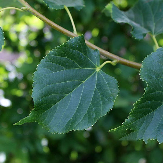 Tilia Rancho - Small Leaved Lime Tree