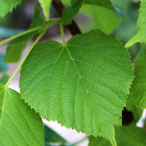 Tilia Rubra - Foliage