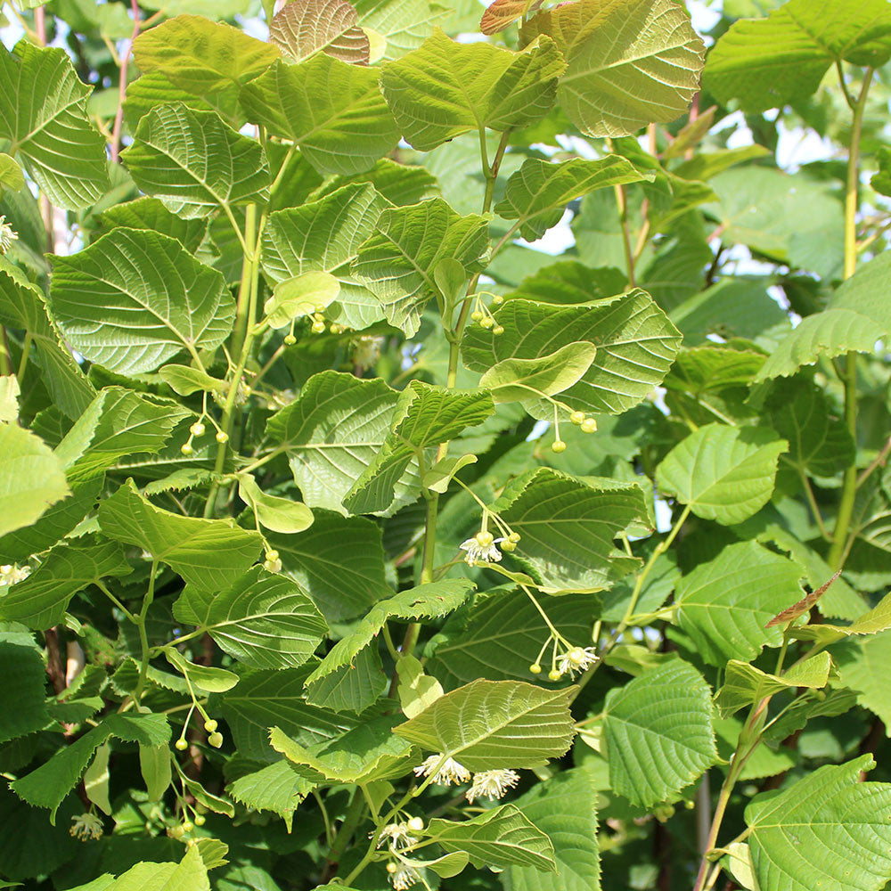 The Tilia cordata Greenspire, also known as the Small Leaved Lime Tree, is a resilient tree that features green leaves accented with delicate white flowers on its branches.