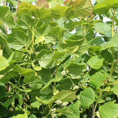 Tilia cordata Greenspire - Small Leaved Lime Tree